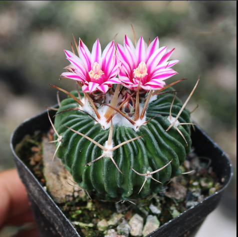 Cactus with pink flowers in a pot against a blurred background