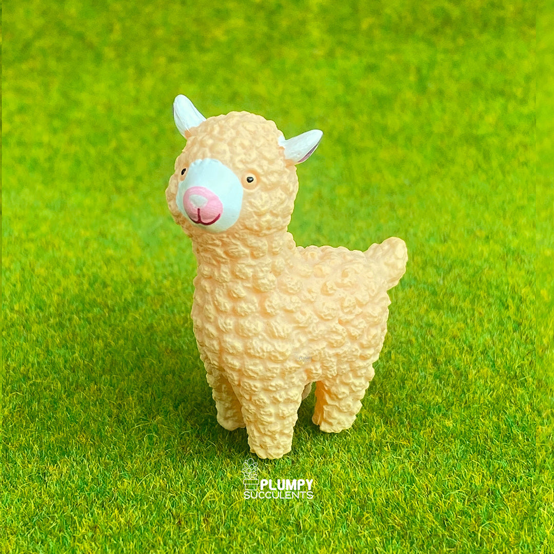 Lama