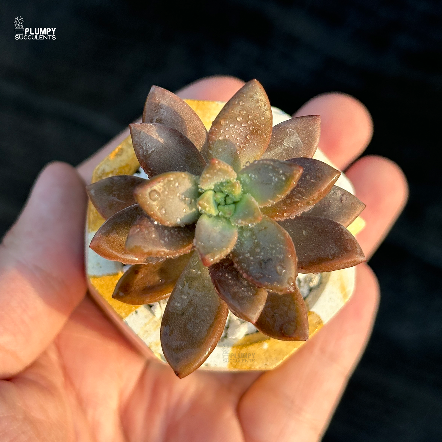 Graptosedum Bronze