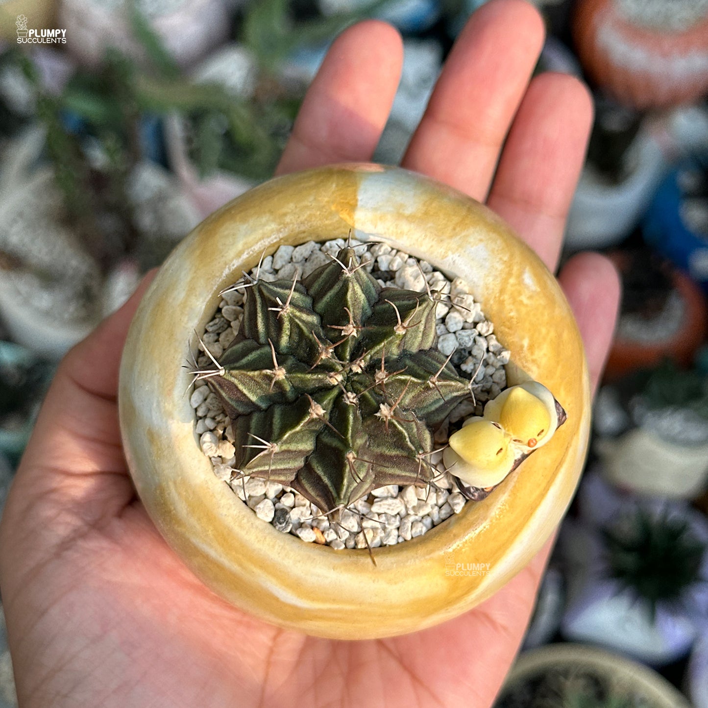 Small cactus in a decorative pot held in a hand with a blurred plant store background