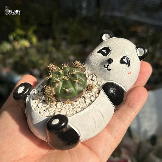 Gymno Cactus Damsii in Panda Planter