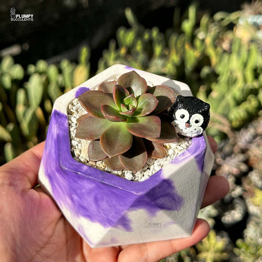 Echeveria Magic Red