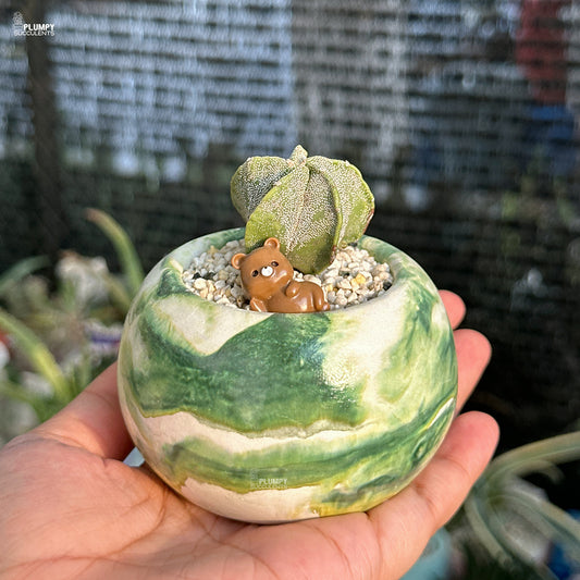 Small decorative pot with a succulent and bear figurine held in a hand against a blurred background.