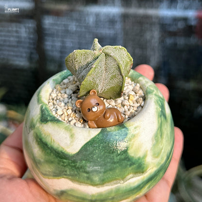 Small green plant in a decorative pot with a bear figurine, held by a hand.
