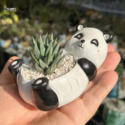 Haworthia Gluaca in Panda Planter