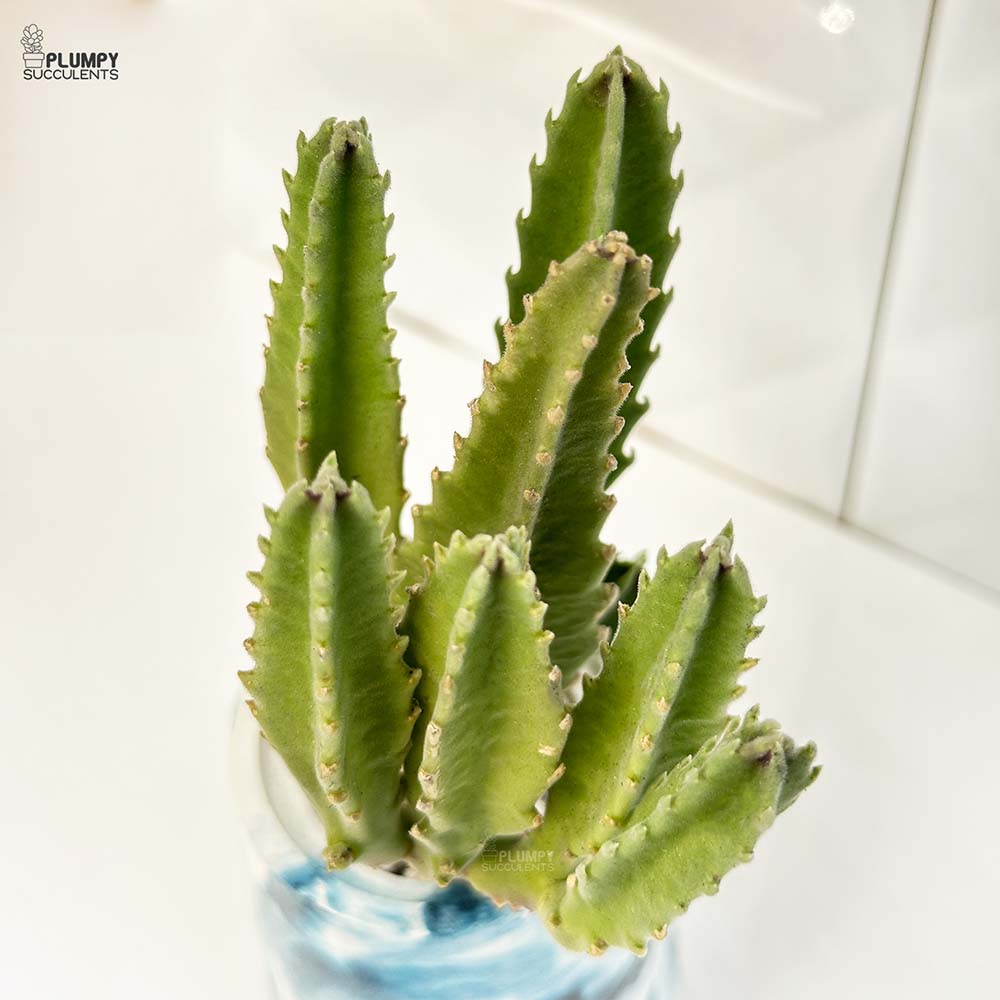 Stapelia gigantea