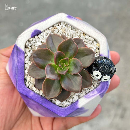 Echeveria Magic Red