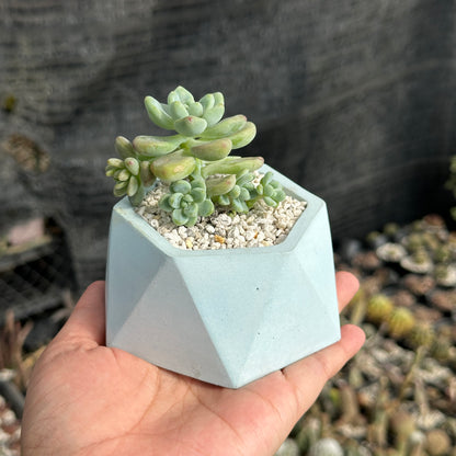 Sedum Calavatum