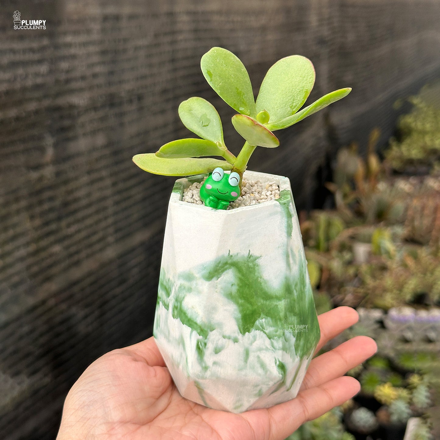 Crassula Ovata – Jade Plant
