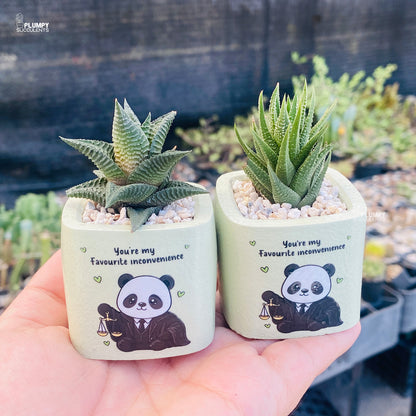 You’re My Favorite Inconvenience – Panda Planter Set (Set of 2)