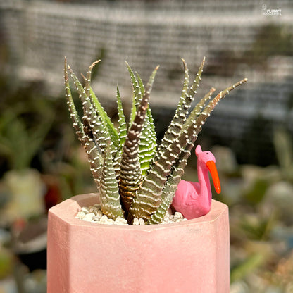 Haworthia Fasciata Zebra- Flamingo Fairyland