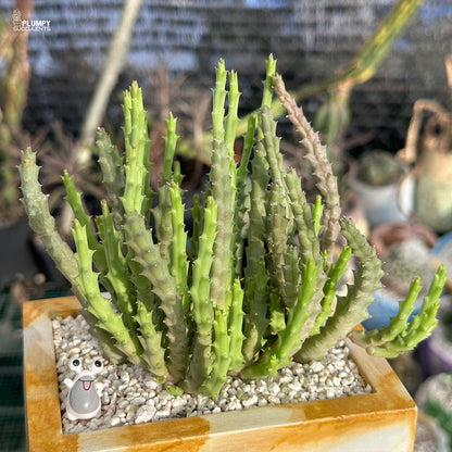 Huernia Concinna