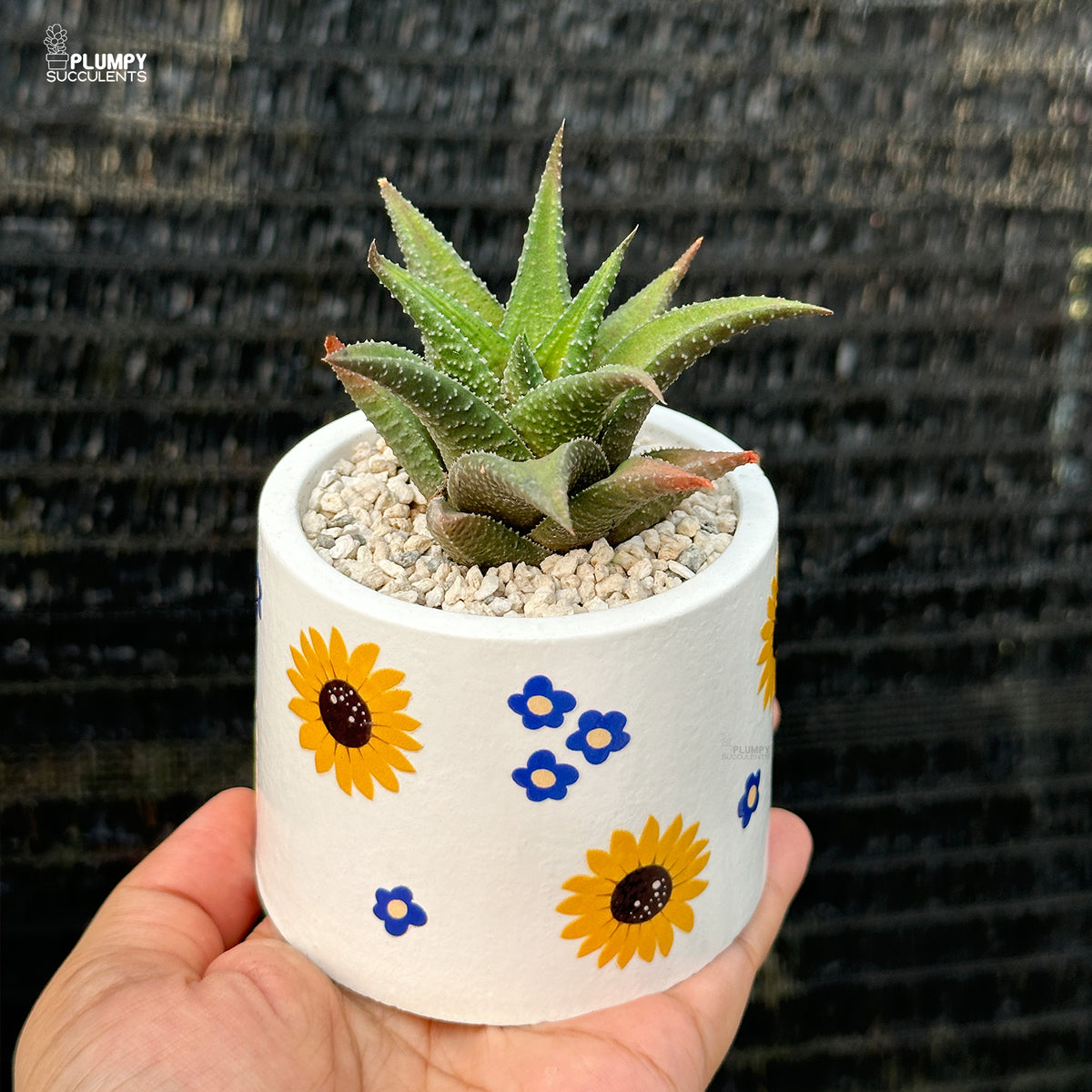 Sunflower Planter with Haworthia (3 inch)
