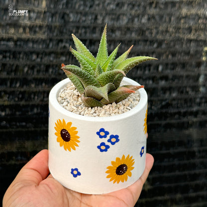 Sunflower Planter with Haworthia (3 inch)