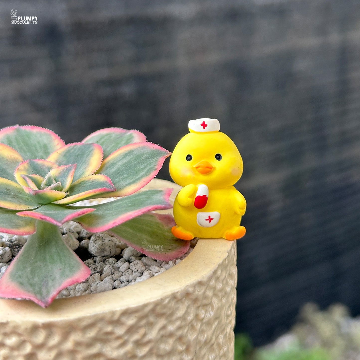 Aeonium Sunburst – Blush Pink Rosettes