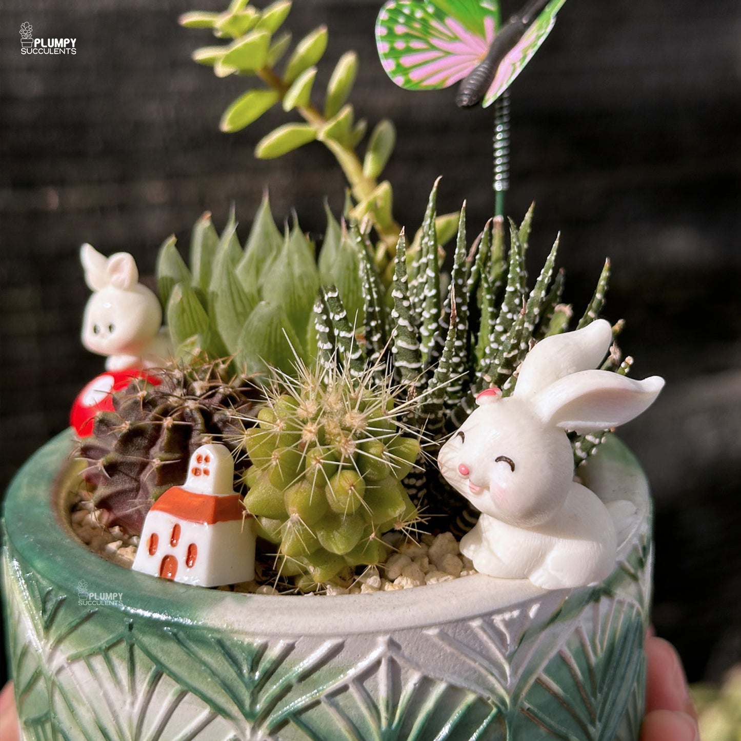 Succulent Garden (Rabbit's Heaven)