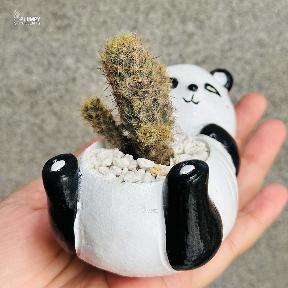 Mammalaria Prolifera in Panda Planter