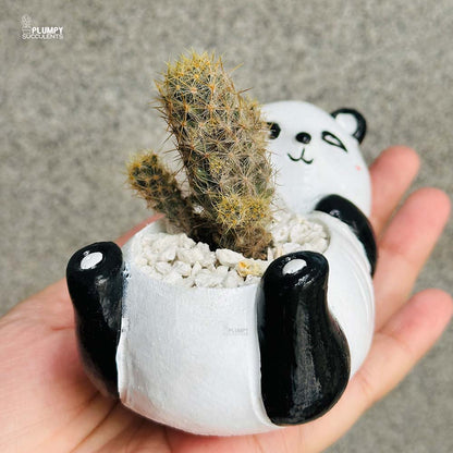 Mammalaria Prolifera in Panda Planter