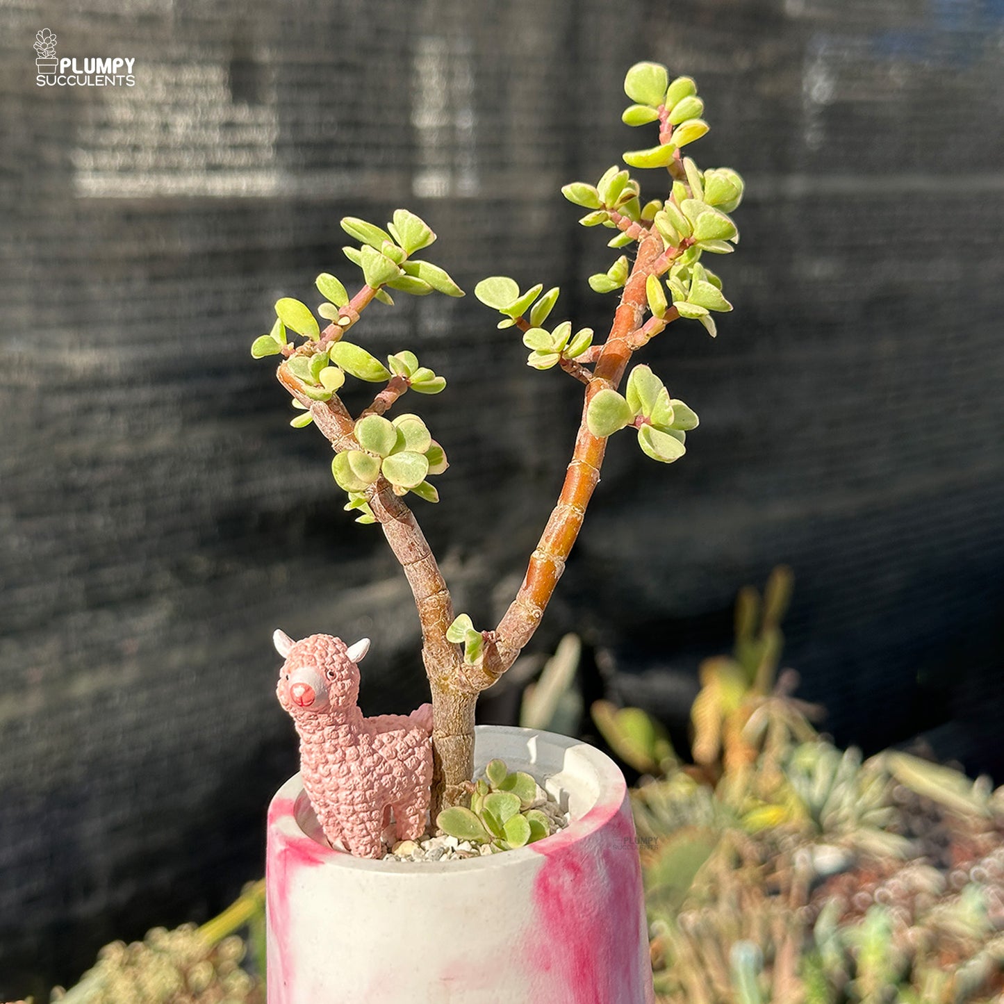Portulacaria Afra – Elephant Bush Jade