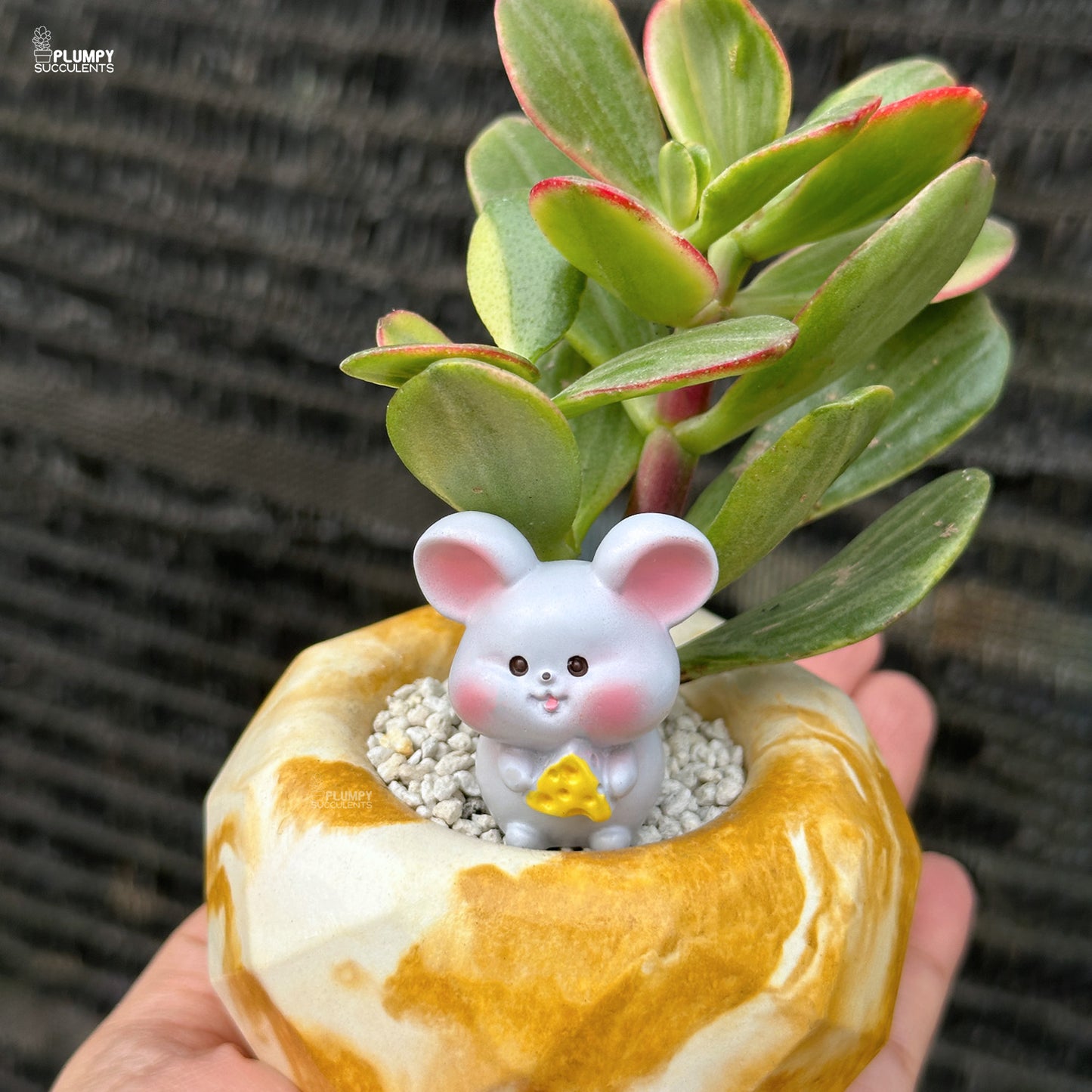 Crassula Ovata Variegated – Variegated Jade Plant