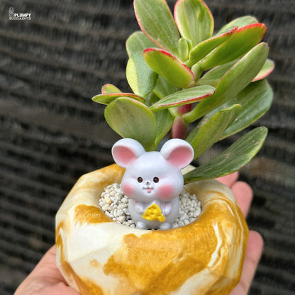 Crassula Ovata Variegated – Variegated Jade Plant