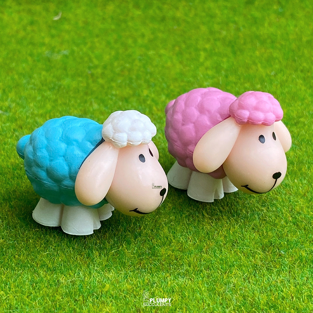 Sheep