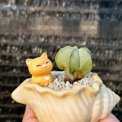 Small orange cat figurine and green succulent in a shell with a textured black background