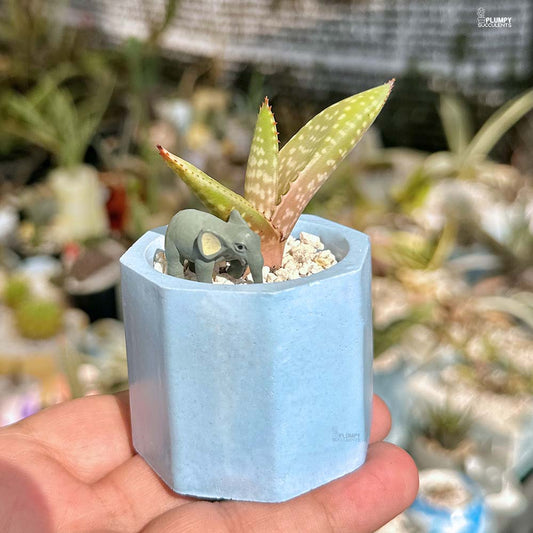 Aloe Hybrid - Elephant Oasis