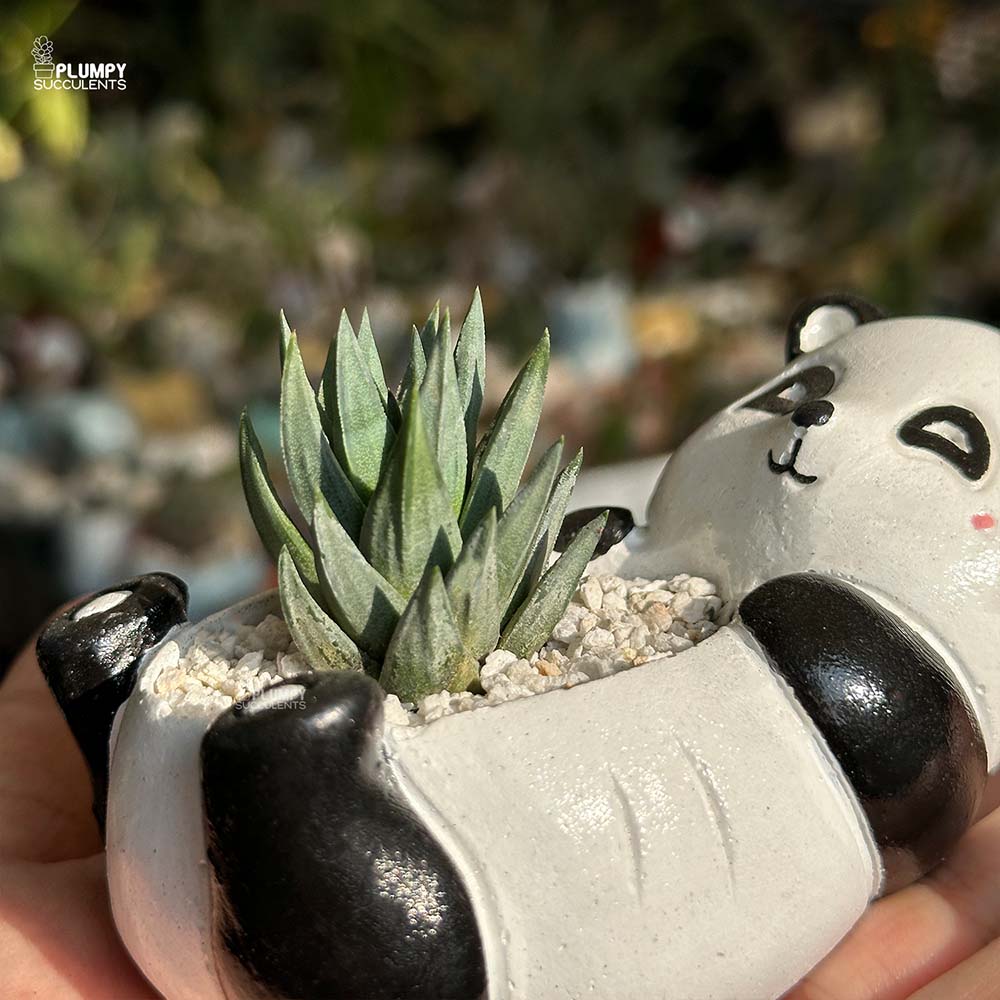 Haworthia Gluaca in Panda Planter