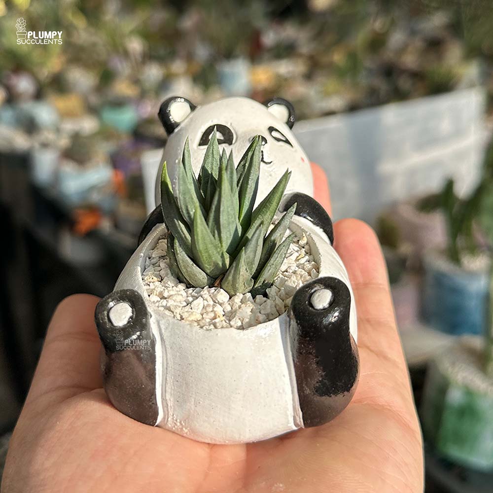 Haworthia Gluaca in Panda Planter