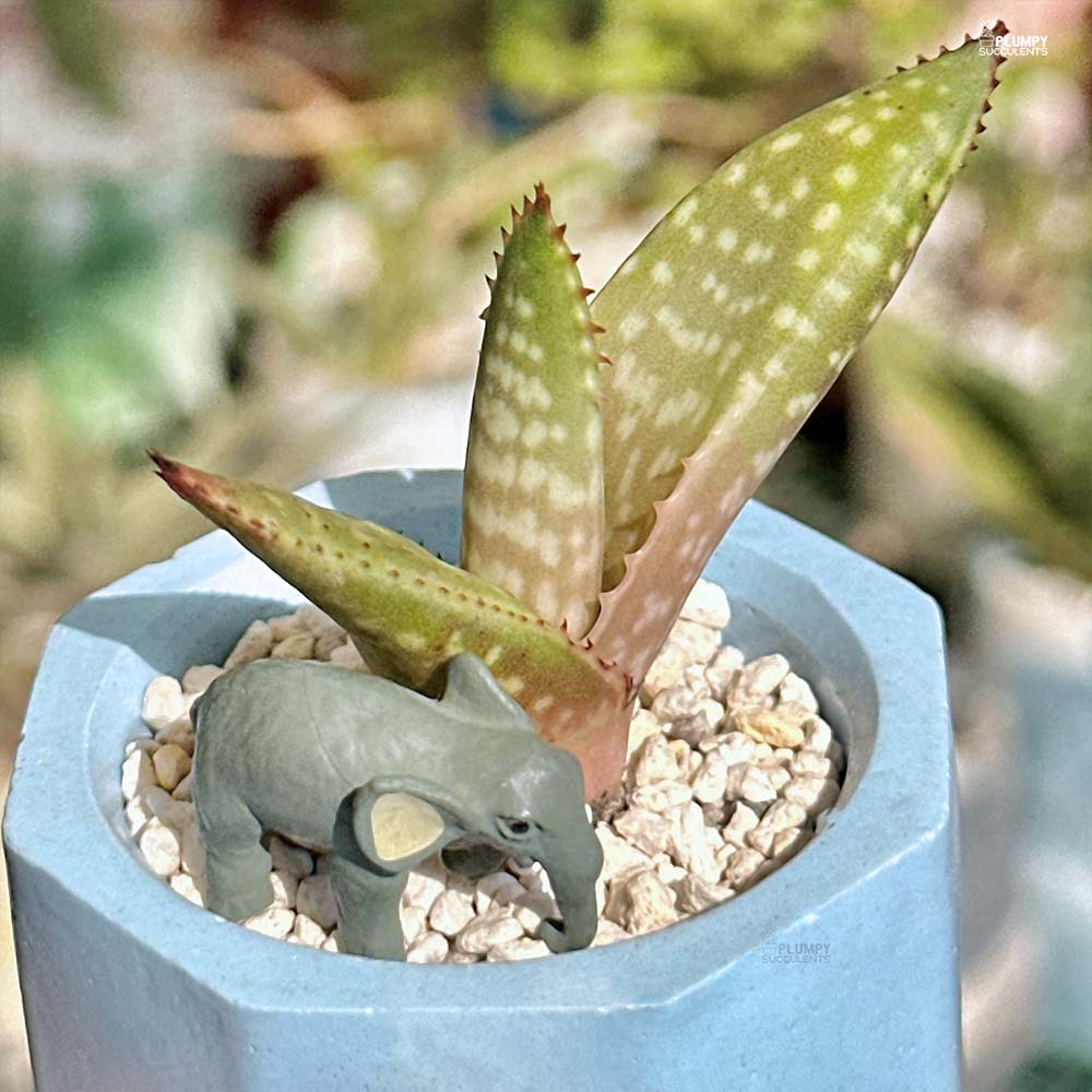 Aloe Hybrid - Elephant Oasis