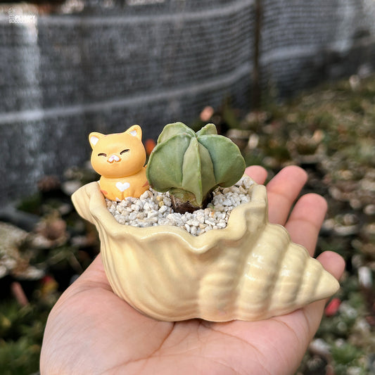 Shell-shaped pot with a succulent and a small cat figurine held in a hand.
