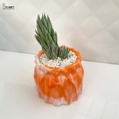 Haworthia Glauca