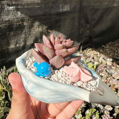 Lenopetalum