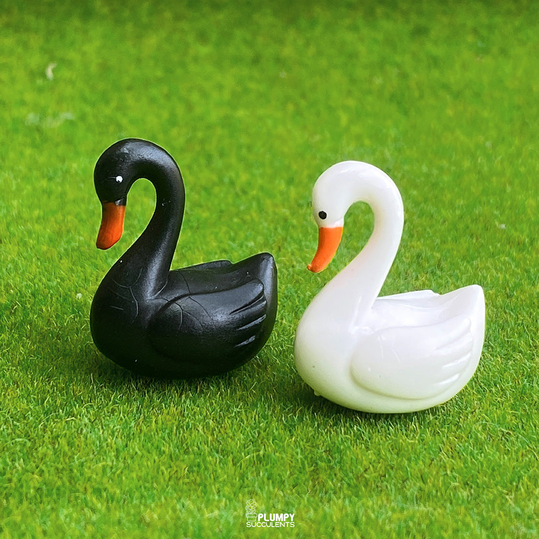 Love Swan