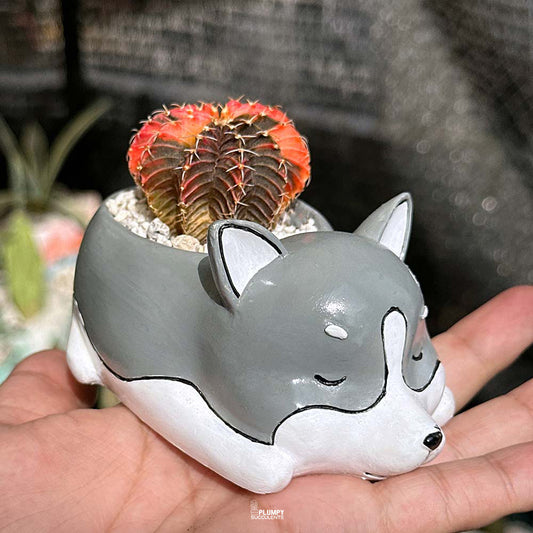 Variegated Gymnocalycium in Husky Dog Planter