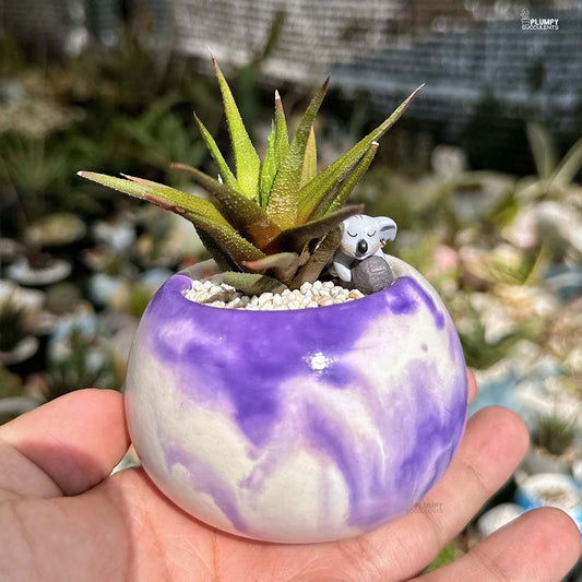 Haworthia Attenuata Radula - Little Koala's Home