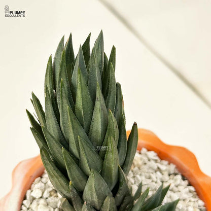 Haworthia Glauca