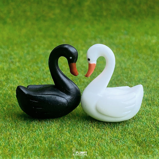 Love Swan