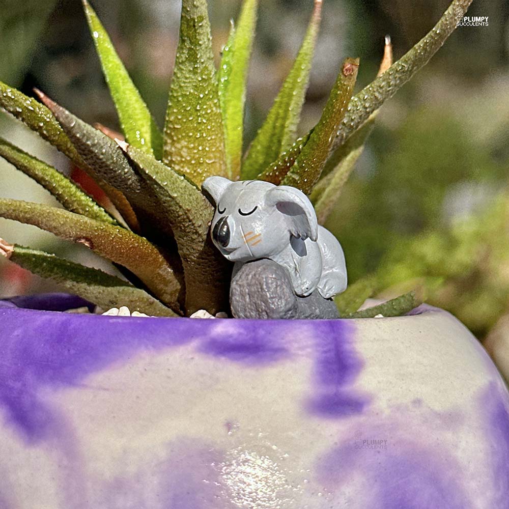 Haworthia Attenuata Radula - Little Koala's Home