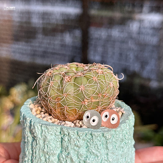 Cactus with decorative eyes on a textured pot against a blurred background