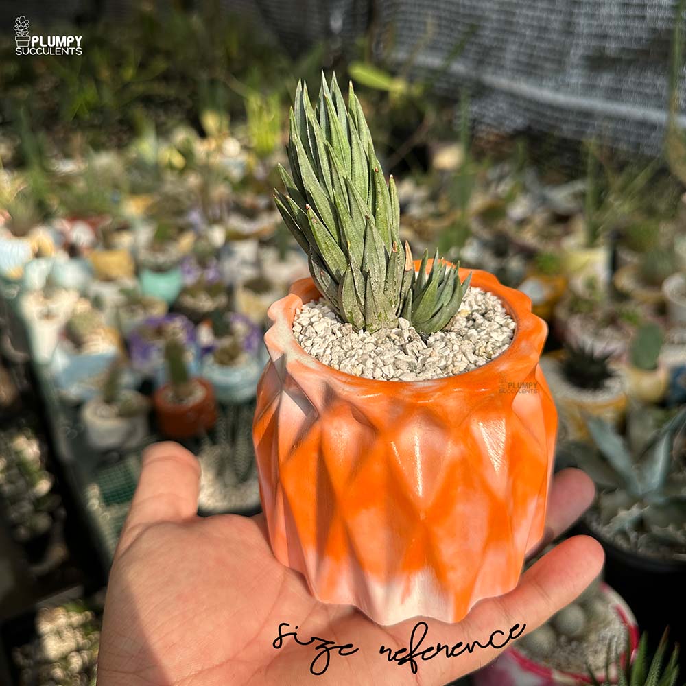 Haworthia Glauca