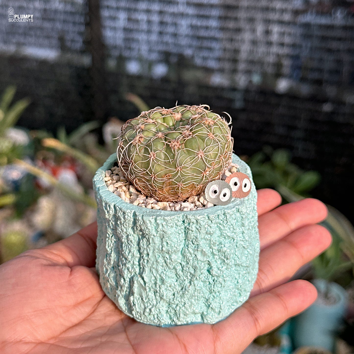 Small cactus in a textured green pot held in a hand with a blurred plant store background
