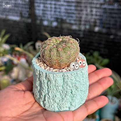Small cactus in a textured green pot held in a hand with a blurred plant store background