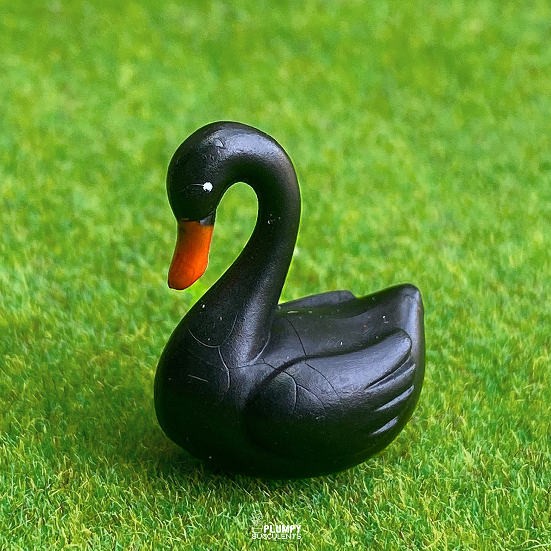Love Swan