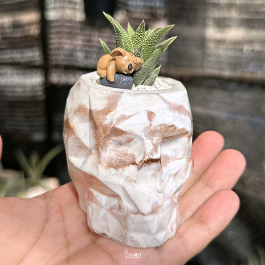 Haworthia Tortuosa in Skull Planter
