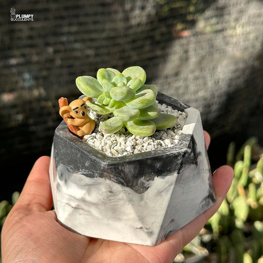 Sedum Calavatum