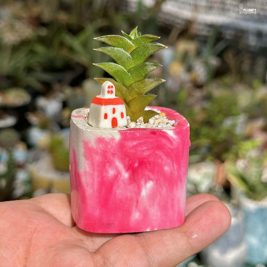 Haworthia Viscosa - Minimal Homeland