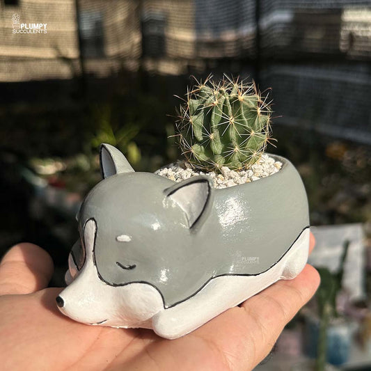 Cactus in Dog Planter