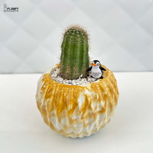 Echinopsis